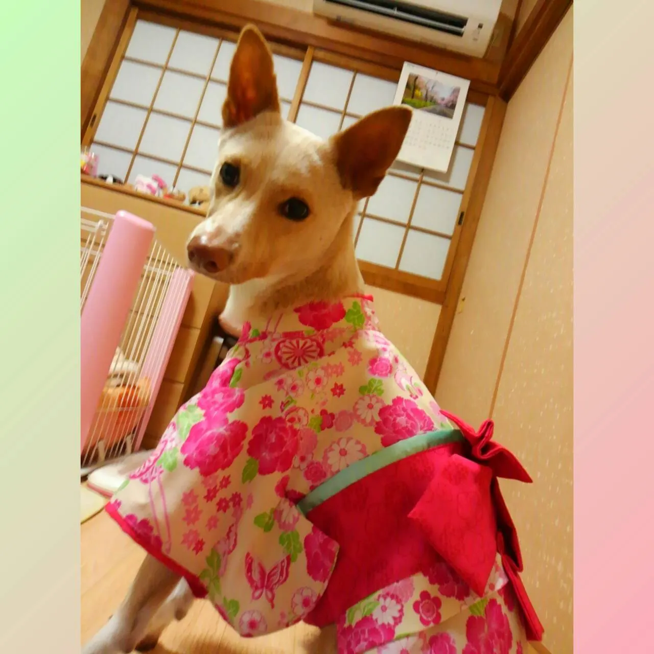 🎎ひな祭り🌸(写真2)