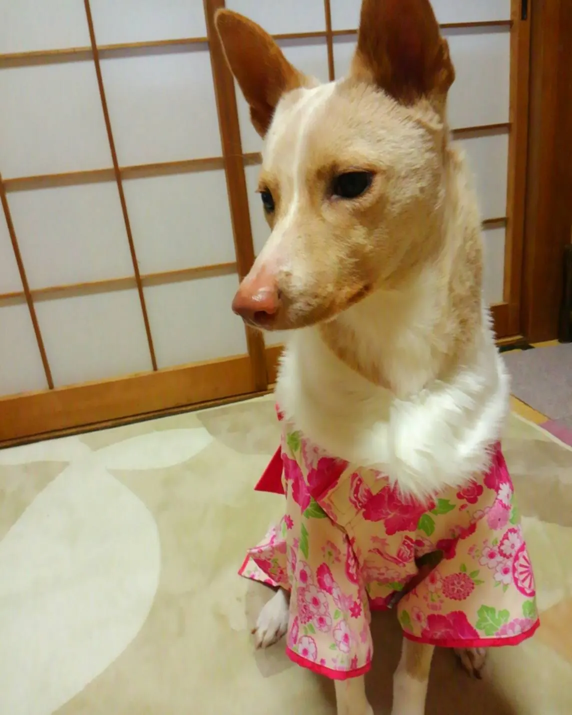 🎎ひな祭り🌸(写真3)